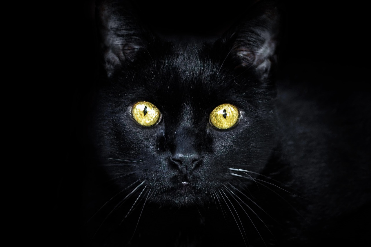 5 Cultures That Believe Black Cats Are Lucky