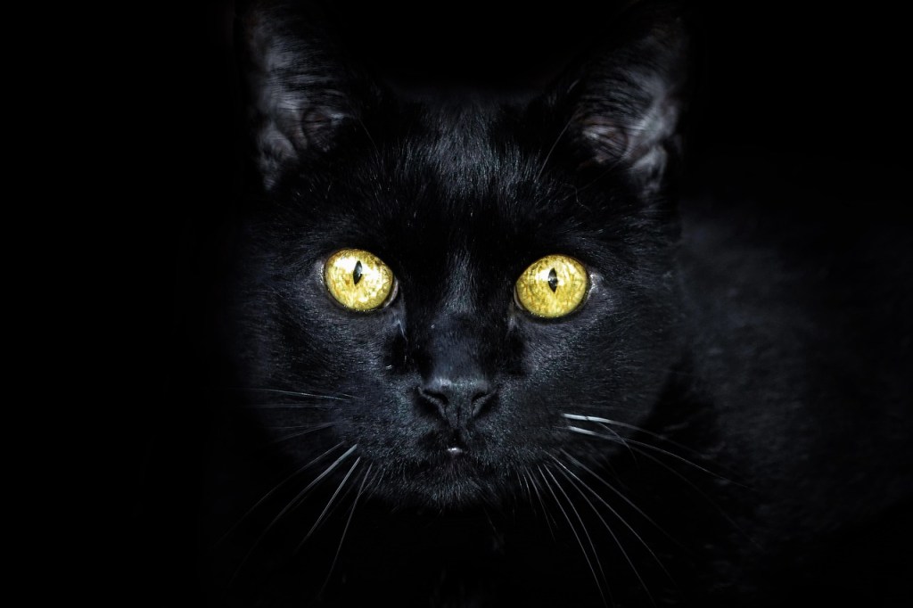 5 Cultures That Believe Black Cats Are&nbsp;Lucky
