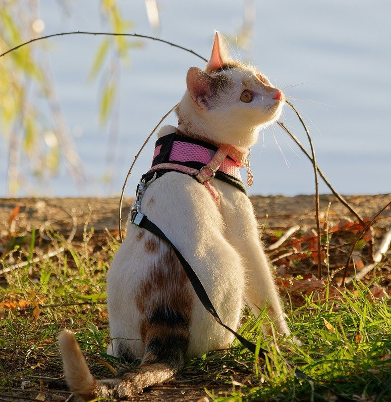 How to Start Walking Your Cat&nbsp;Outside