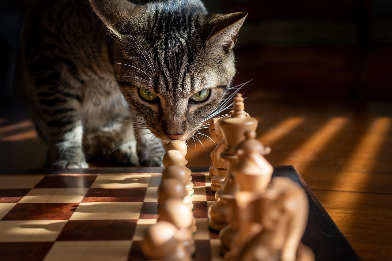 Brain Games For Cats: 5 Thrilling Games For Cats To Play