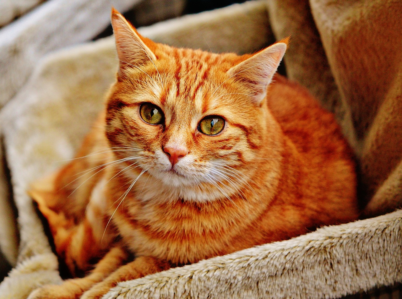 How to Take Cat Photos You Will Love
