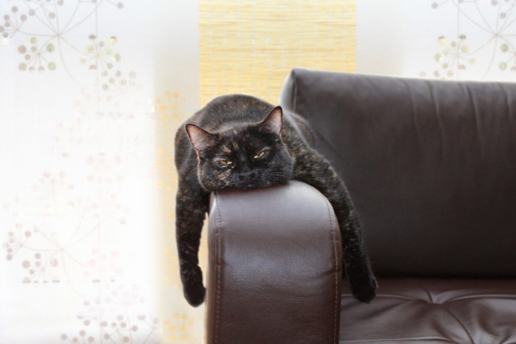 10 Ways to Beat Cat&nbsp;Boredom