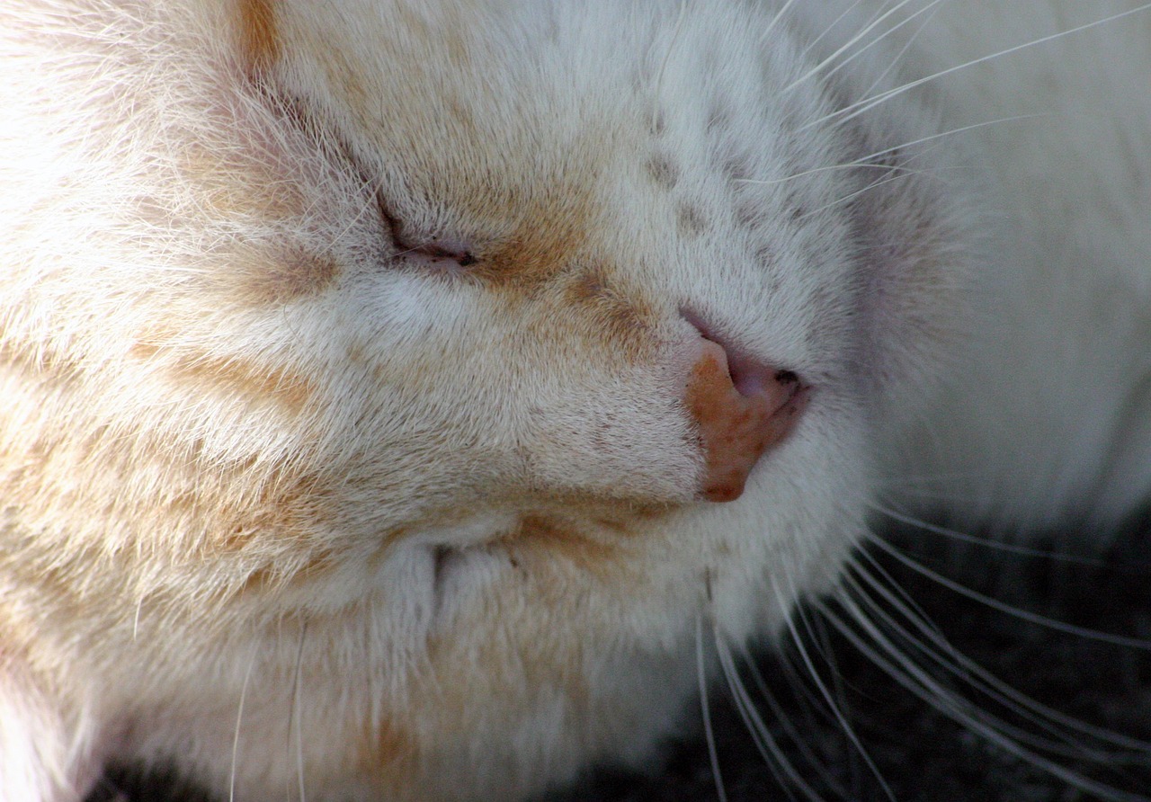 How to Prevent Your Senior Cat From Getting Injured