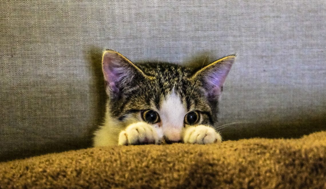 12 Tips to Reduce Your Cat’s Anxiety and Stress (Vet Answer)