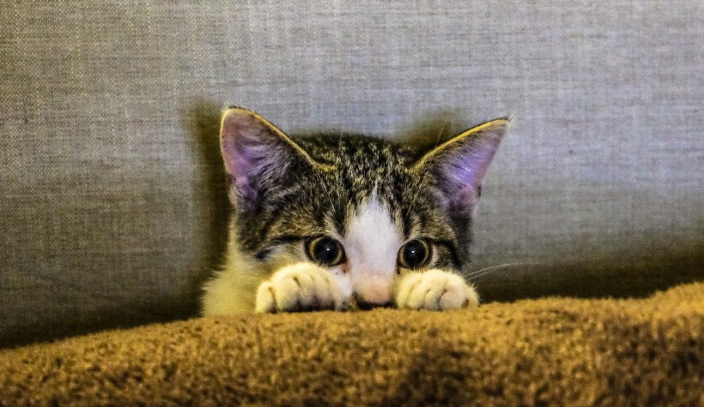 12 Tips to Reduce Your Cat’s Anxiety and Stress (Vet&nbsp;Answer)