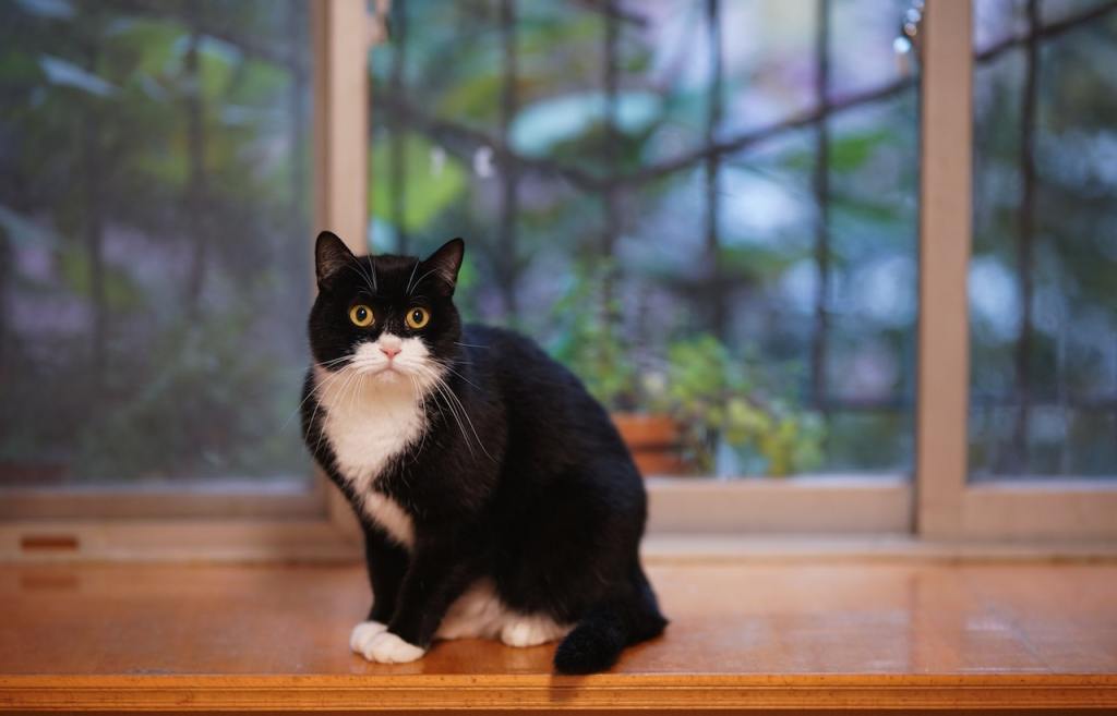 20 Surprising Tuxedo Cat Facts (Personality, Traits &&nbsp;More)