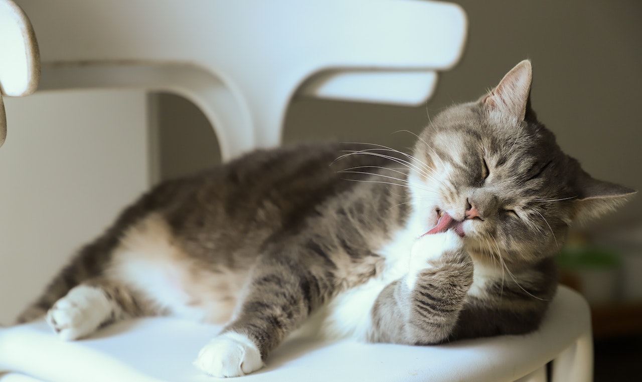 30 Best Cat Instagram Captions For Purr-fect Cat Photos