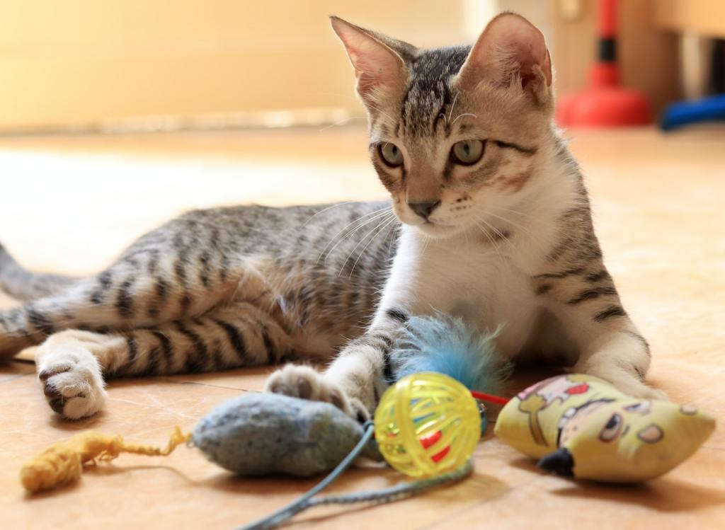 4 Best Cat Toys For Bored Cats To Keep Them&nbsp;Entertained