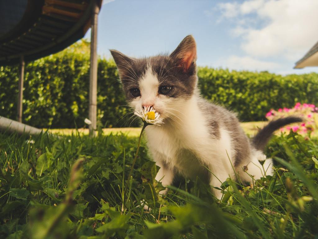 Can Kittens Have Catnip? What Kitten Owners Should&nbsp;Know