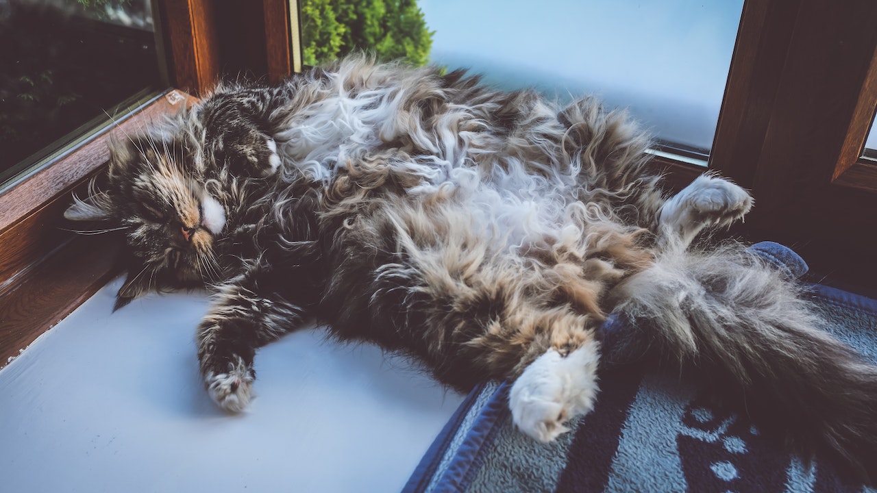 The 7 Best Cat Toys For Older Cats: Ultimate Guide