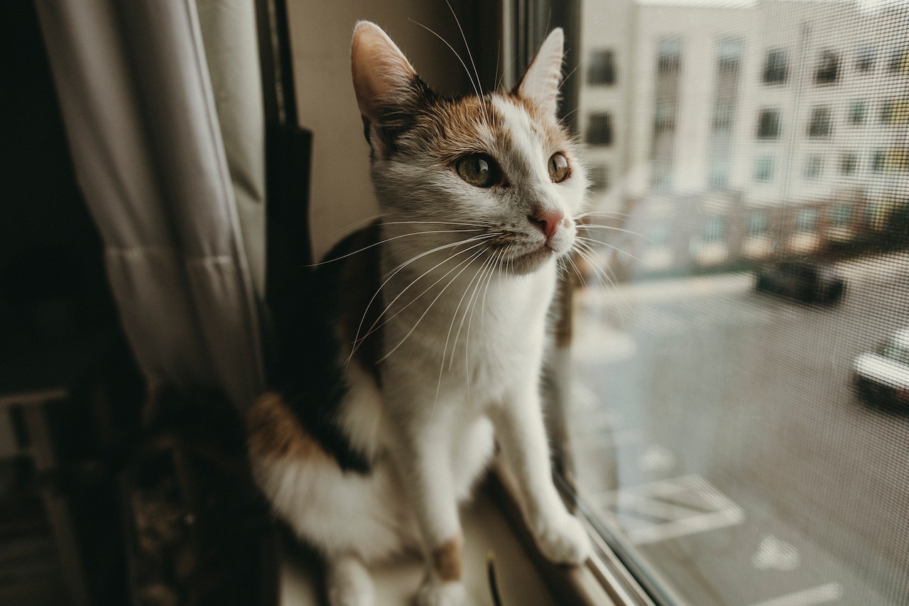Cat Enrichment Toys: 6 Stimulating Toys For Your Bored Cat