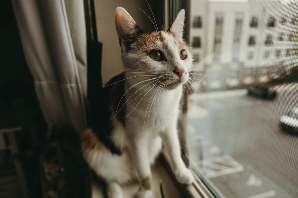 Cat Enrichment Toys: 6 Stimulating Toys For Your Bored&nbsp;Cat