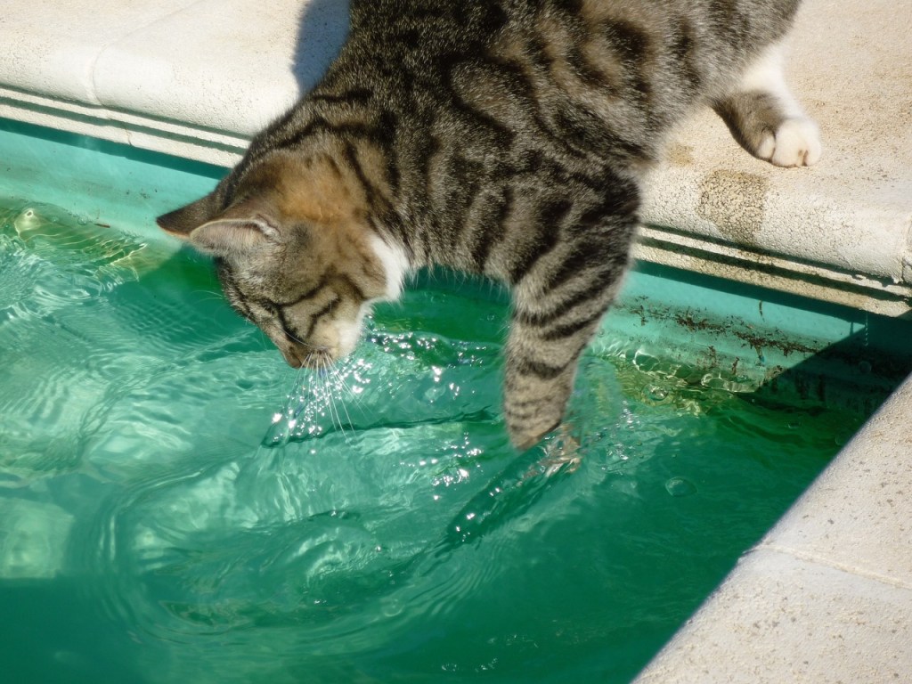 Can Cats Drink Pool Water? Dangers of Chlorine&nbsp;&Saltwater