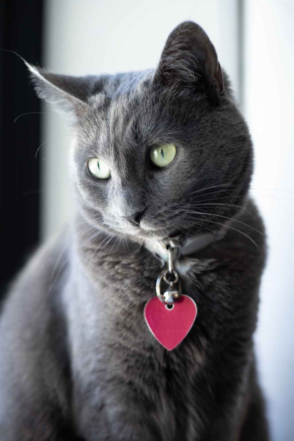 Feline The Love: How to Have a Pawsome Valentine’s Day with Your&nbsp;Cat