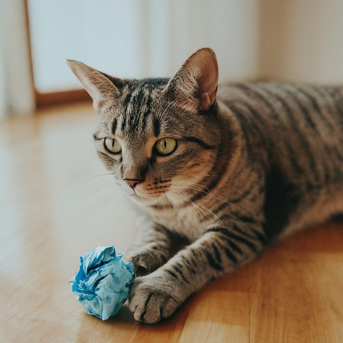 Free Fun: DIY Cat Toys from Everyday&nbsp;Stuff