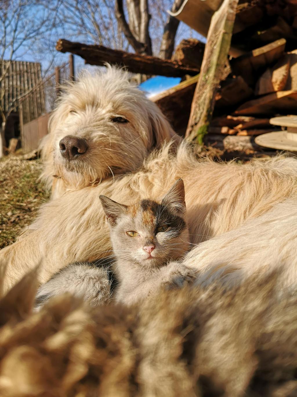 Cat & Dog: A Tail of Unexpected&nbsp;Friendship