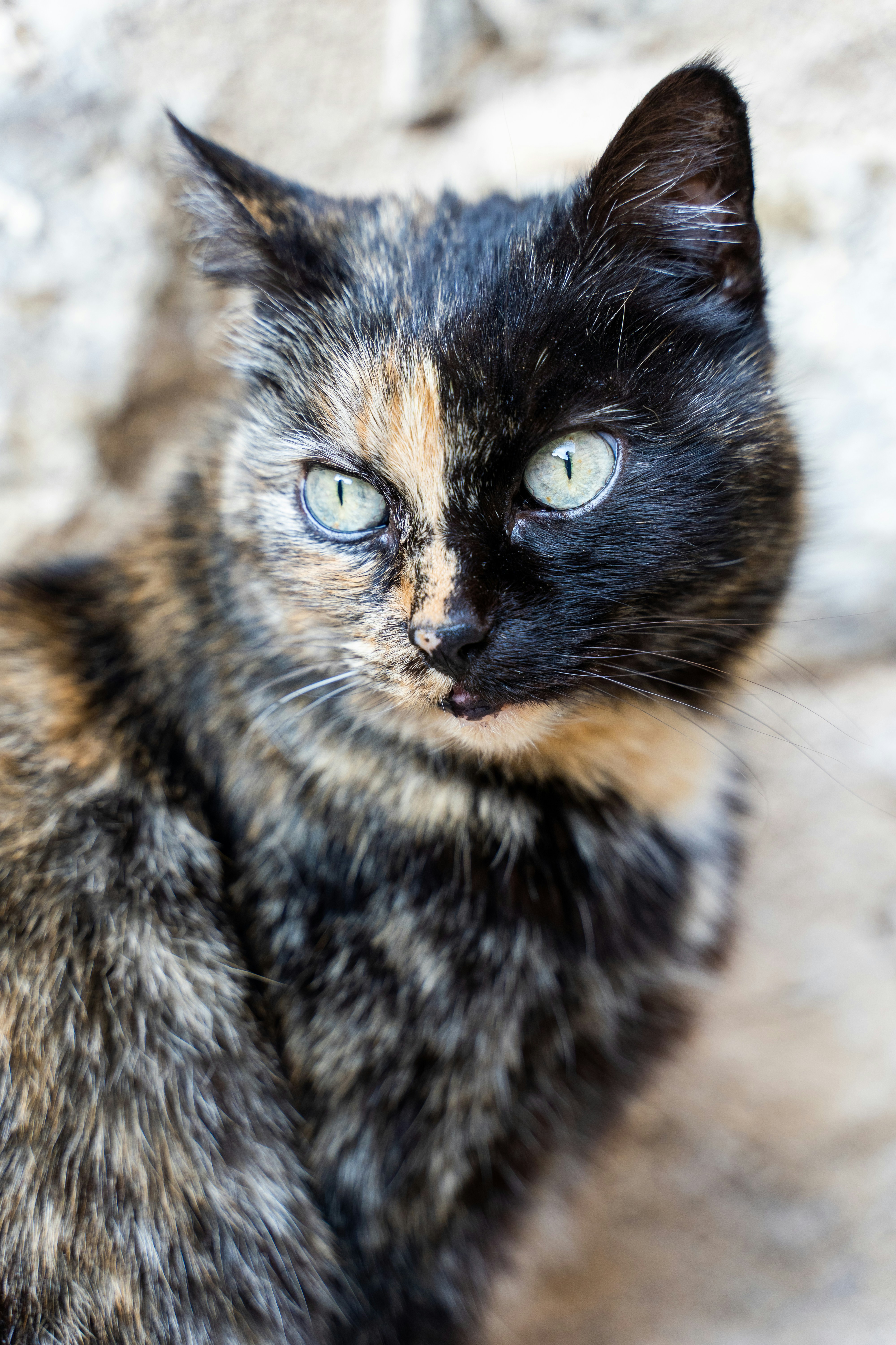 It’s Tortie Takeover Day!