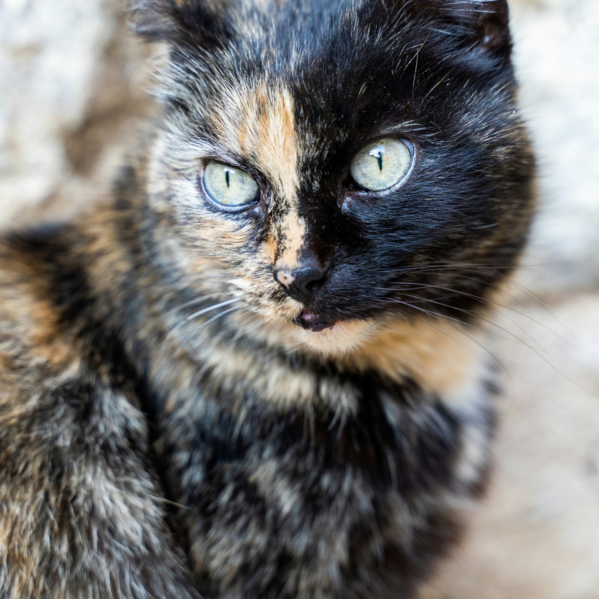 It’s Tortie Takeover&nbsp;Day!