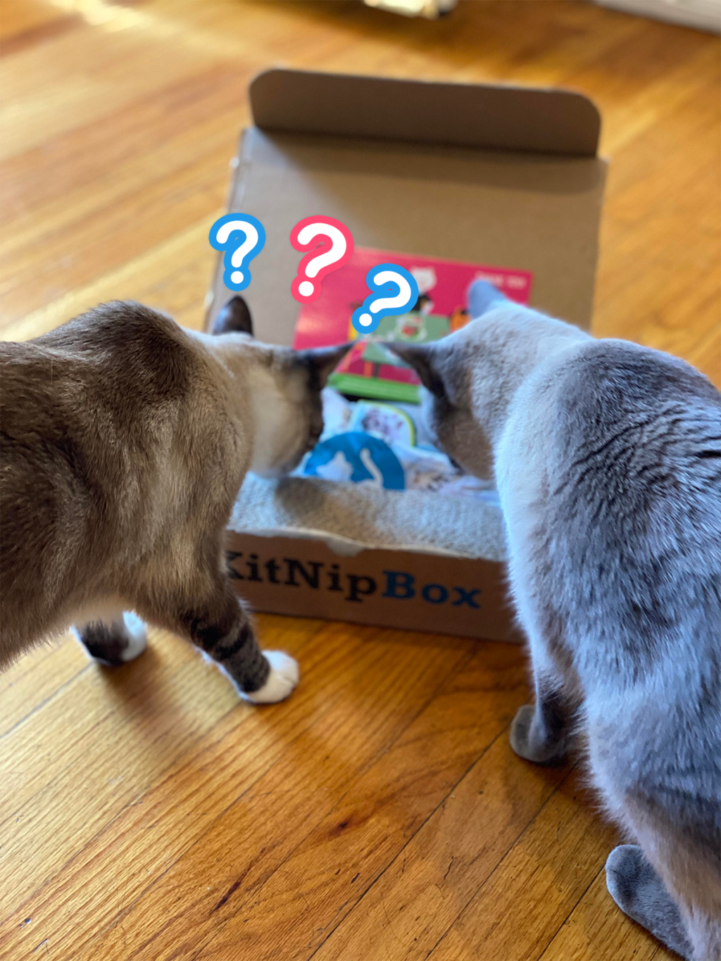 Cat Moms I Bet You Didn’t Know About&nbsp;This