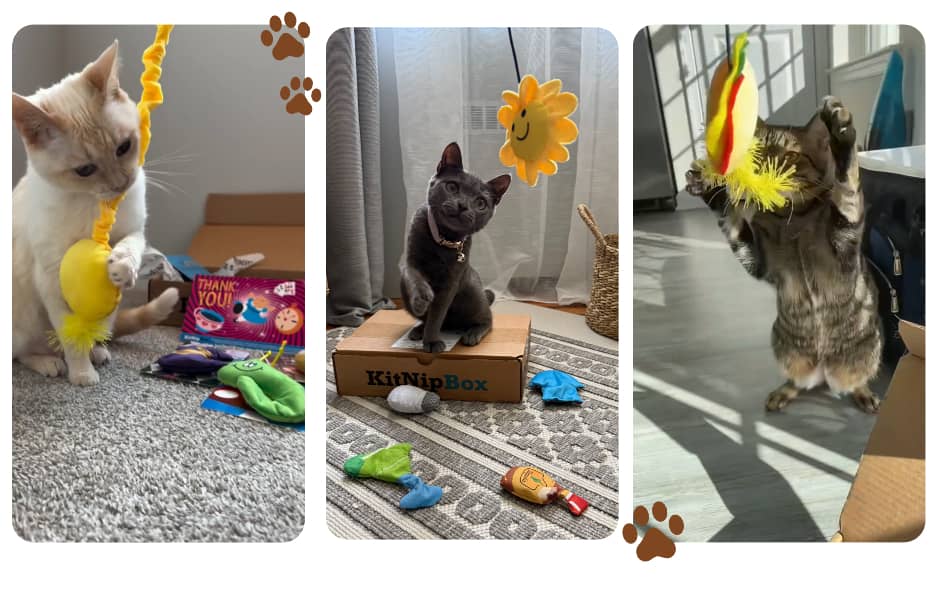 **Image: toy in motion / hunting behavior**